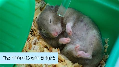 hamster sleeping more than usual|Why Is My Hamster Always Sleeping: 5 Reasons and 7 Solutions.